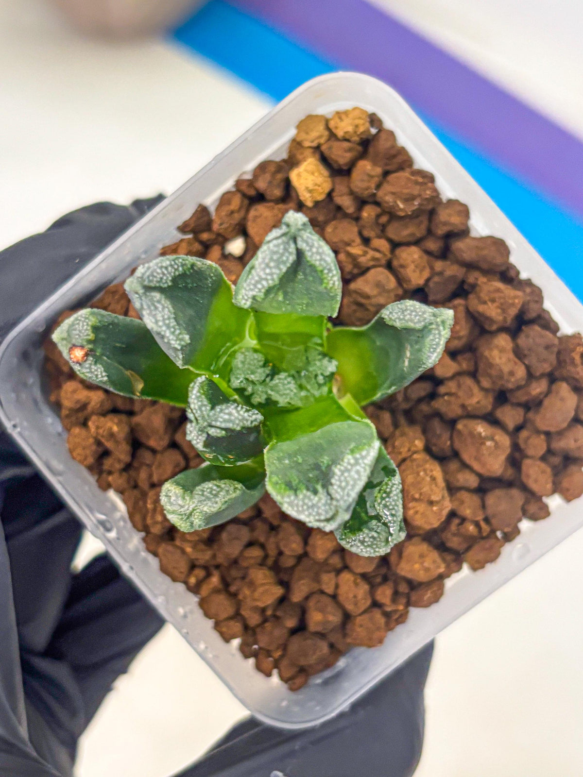 Haworthia Comptoniana (wa10) (1) | Rare Succulent