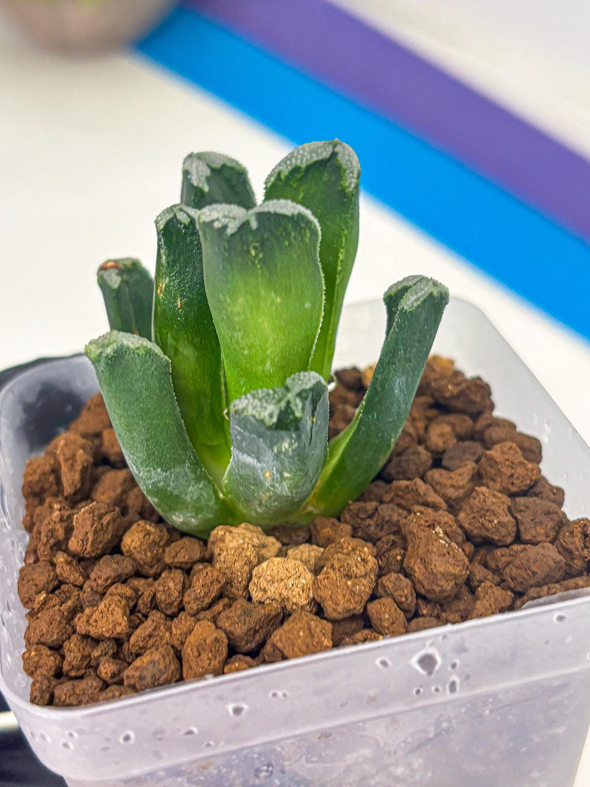 Haworthia Comptoniana (wa10) (1) | Rare Succulent