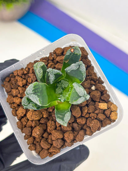 Haworthia Comptoniana (wa10) (1) | Rare Succulent