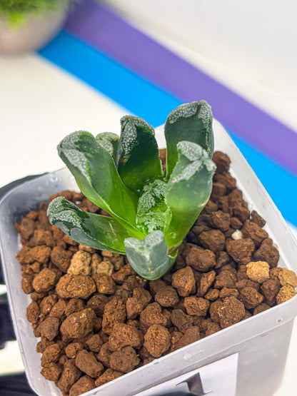 Haworthia Comptoniana (wa10) (1) | Rare Succulent