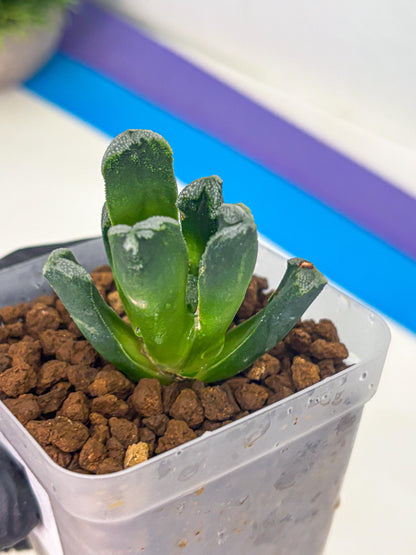 Haworthia Comptoniana (wa10) (1) | Rare Succulent