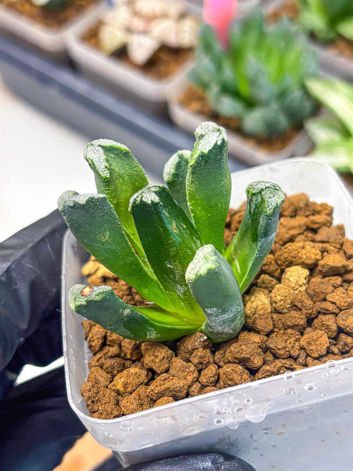 Haworthia Comptoniana (wa10) (1) | Rare Succulent