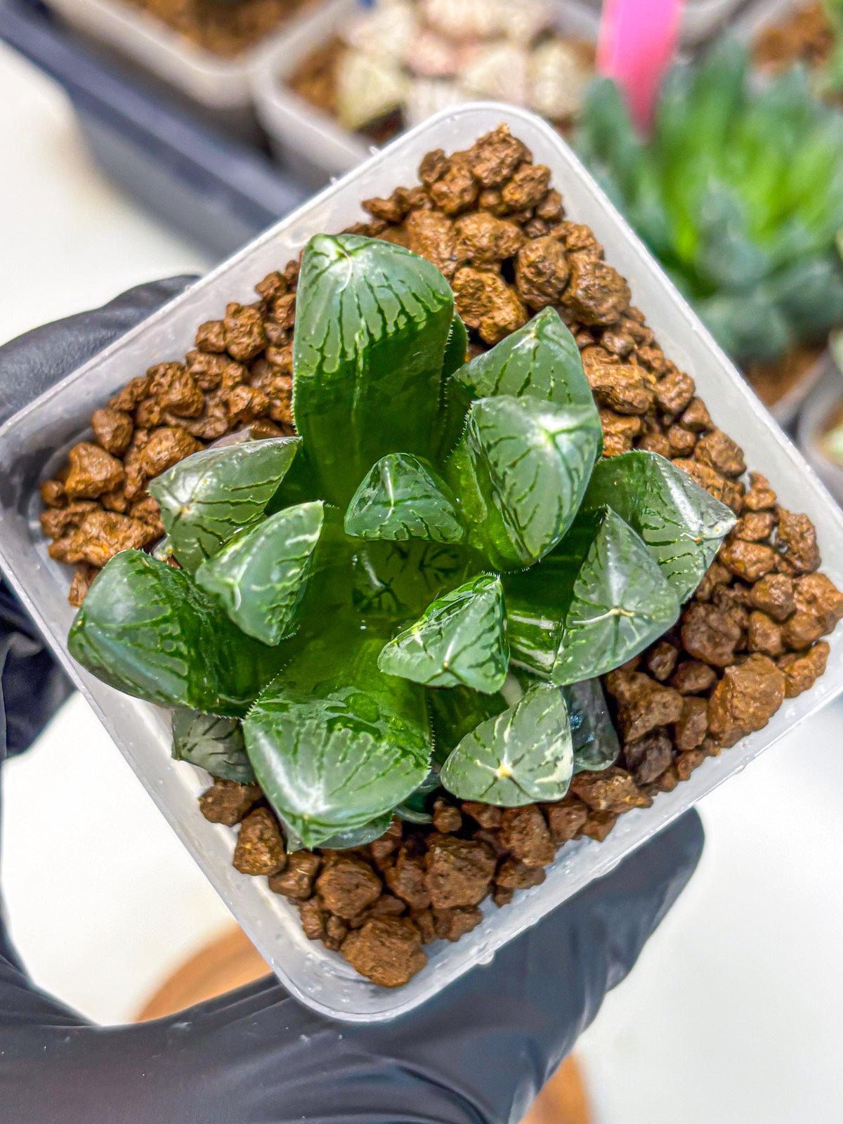Haworthia Obtusa hyb (wa10) (4) | Rare Succulent