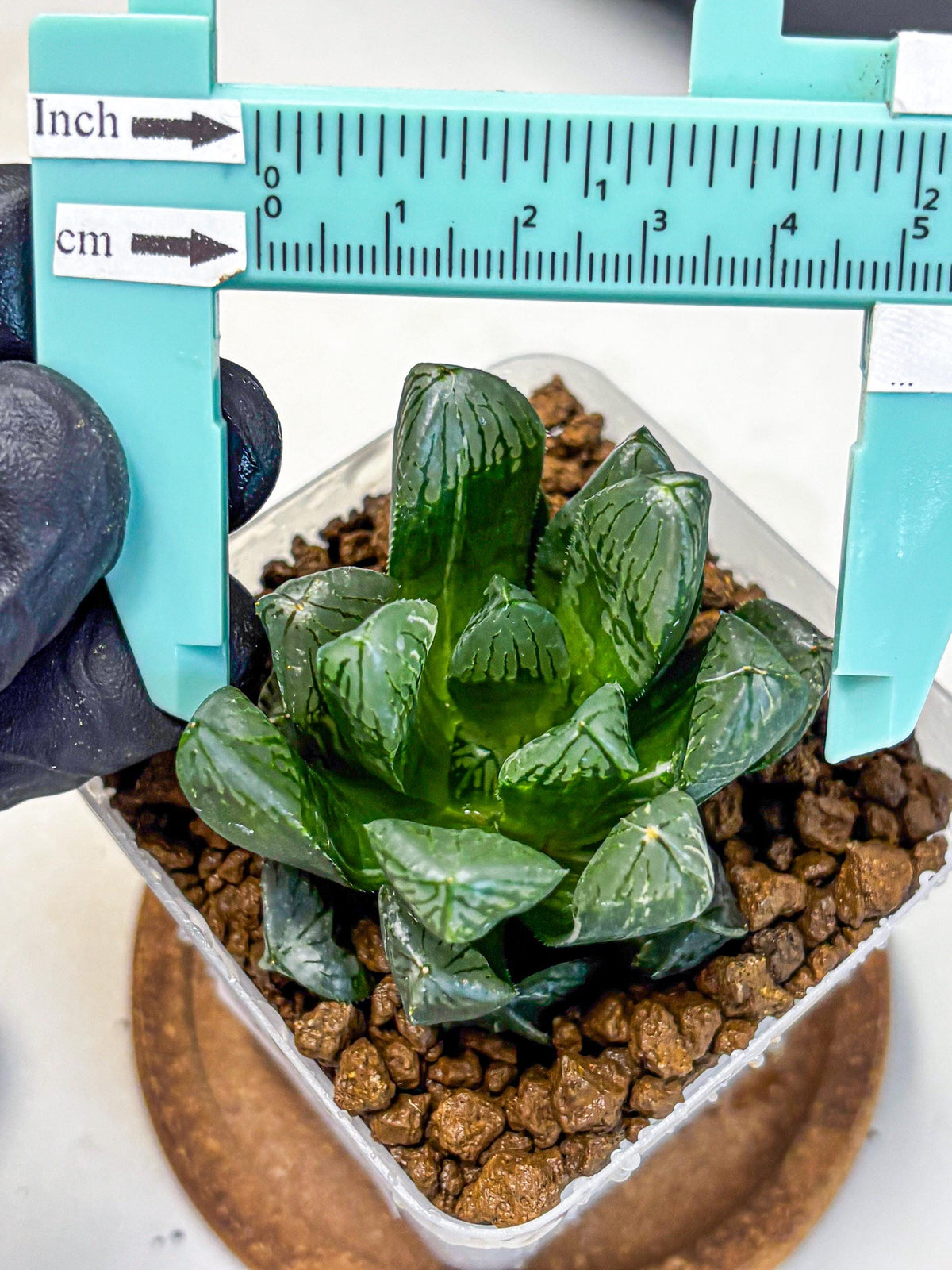 Haworthia Obtusa hyb (wa10) (4) | Rare Succulent