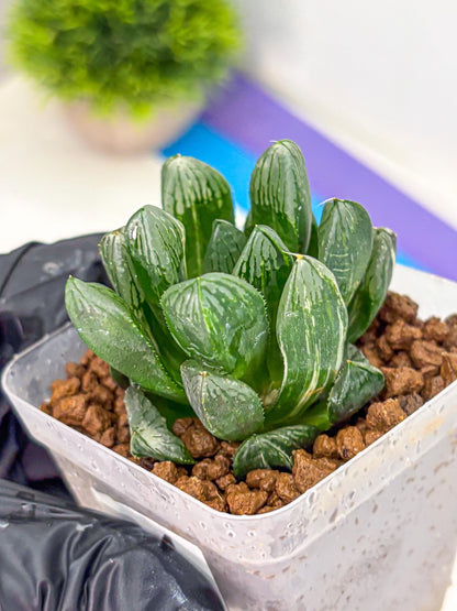 Haworthia Obtusa hyb (wa10) (4) | Rare Succulent
