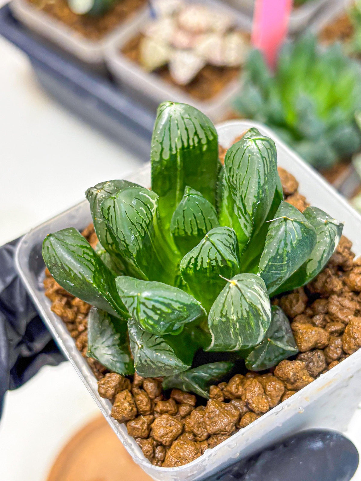 Haworthia Obtusa hyb (wa10) (4) | Rare Succulent