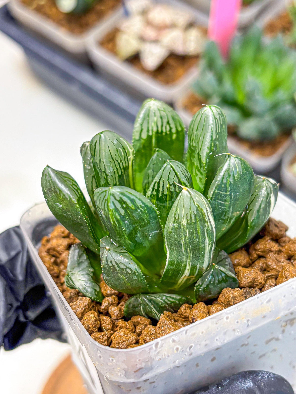 Haworthia Obtusa hyb (wa10) (4) | Rare Succulent