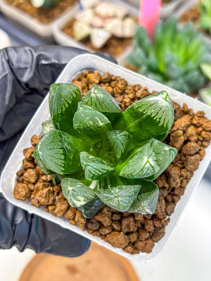 Haworthia Obtusa hyb (wa10) (4) | Rare Succulent