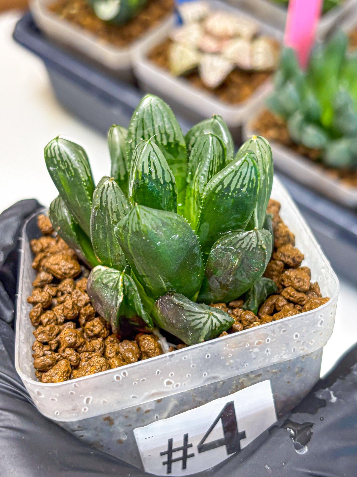 Haworthia Obtusa hyb (wa10) (4) | Rare Succulent
