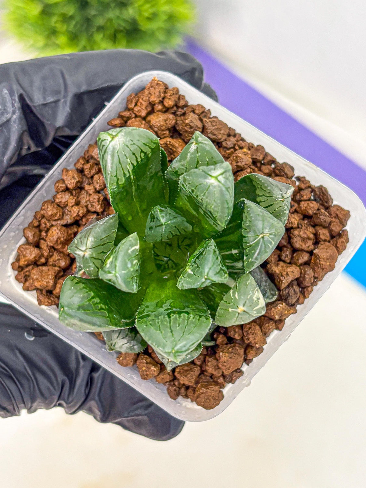 Haworthia Obtusa hyb (wa10) (4) | Rare Succulent