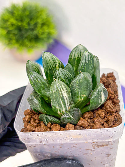 Haworthia Obtusa hyb (wa10) (4) | Rare Succulent