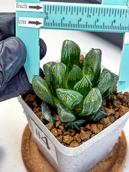 Haworthia Obtusa hyb (wa10) (4) | Rare Succulent