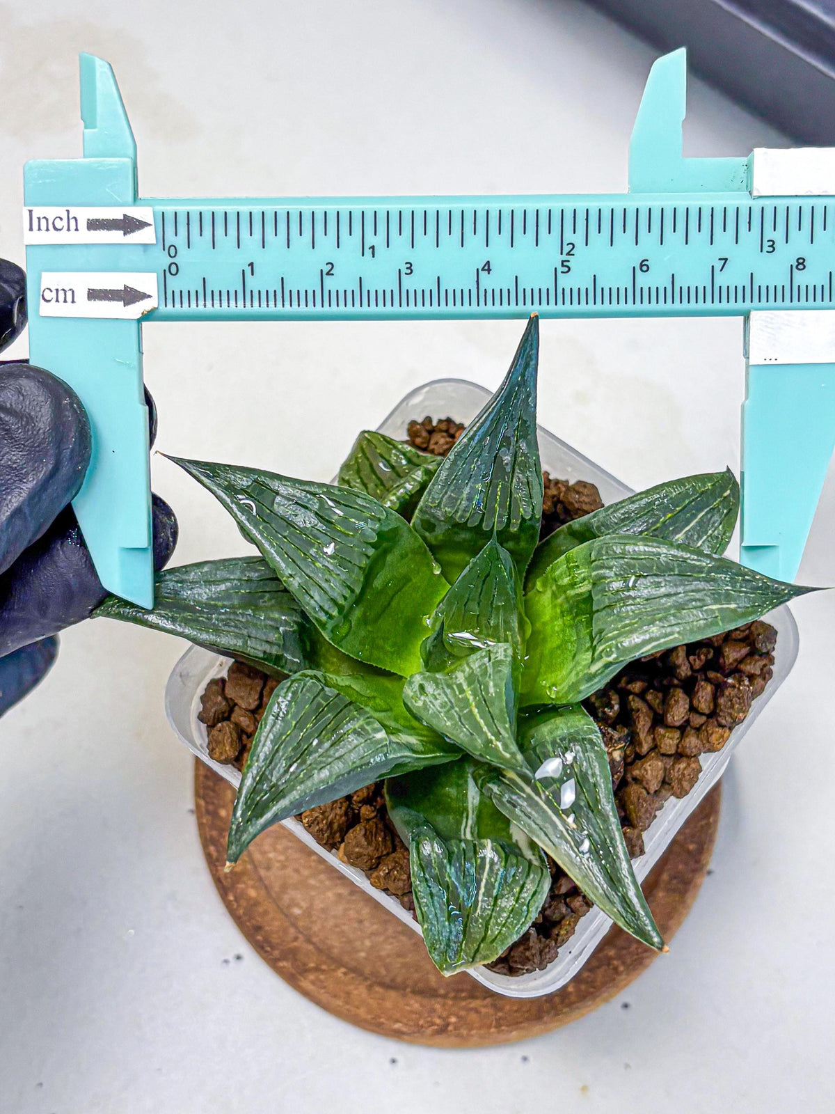 Haworthia Comptoniana (wa10) (5) | Rare Succulent