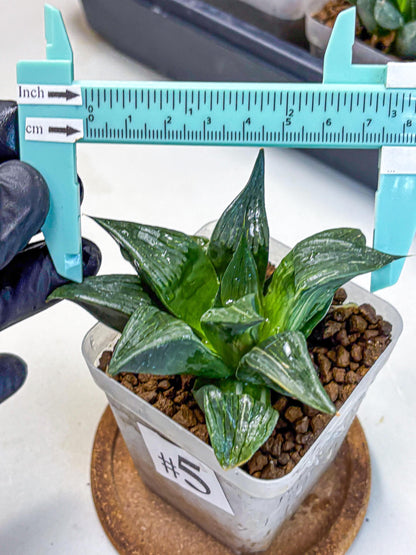 Haworthia Comptoniana (wa10) (5) | Rare Succulent