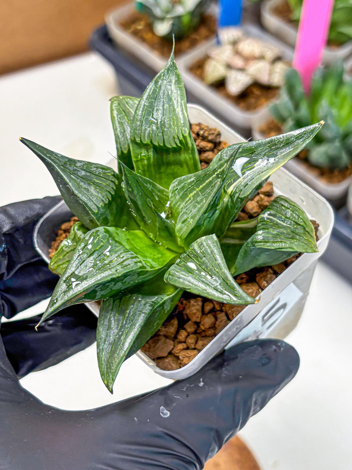 Haworthia Comptoniana (wa10) (5) | Rare Succulent