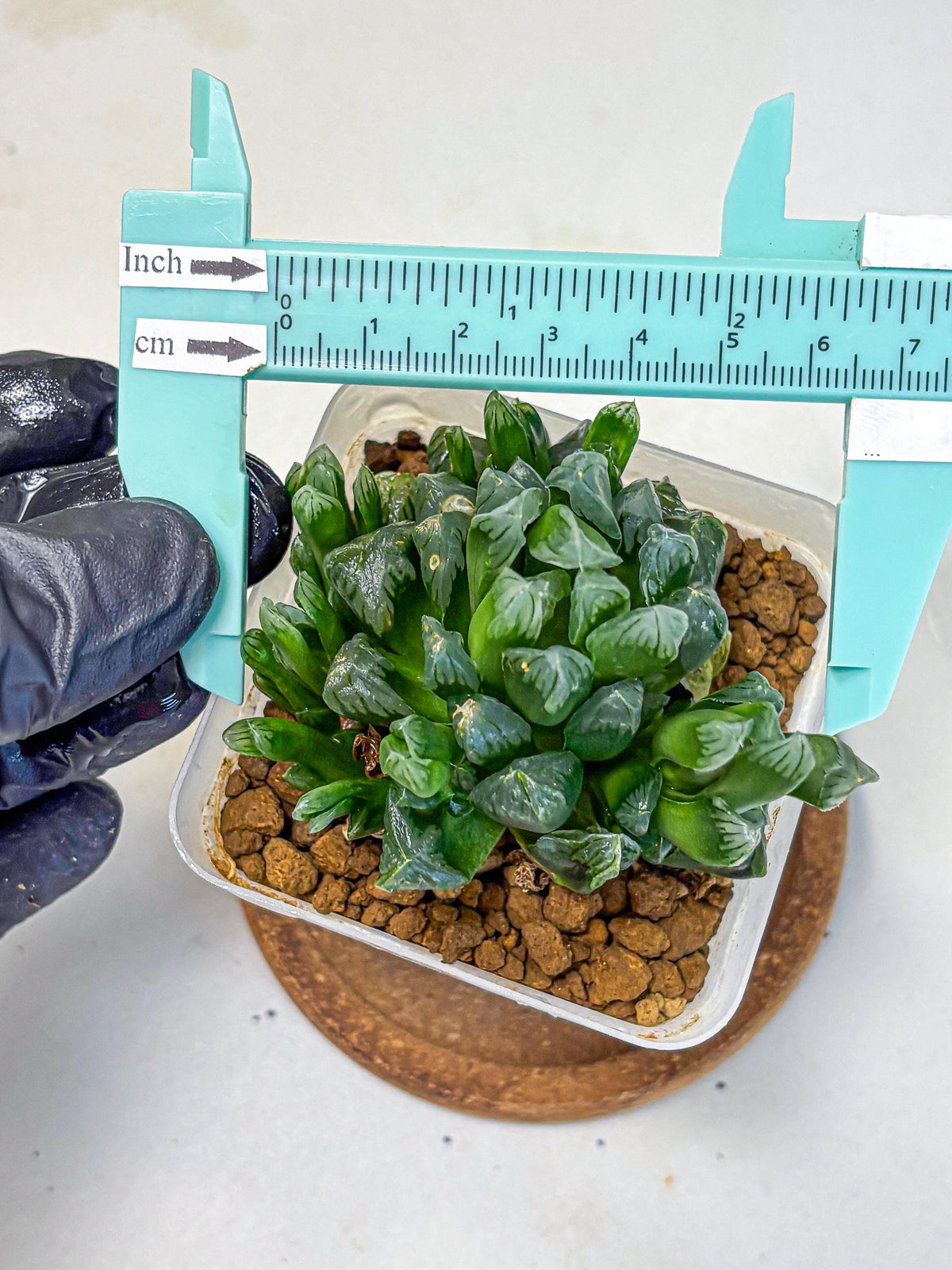 Haworthia Obtusa Hyb (wa10) (7) | Rare Succulent