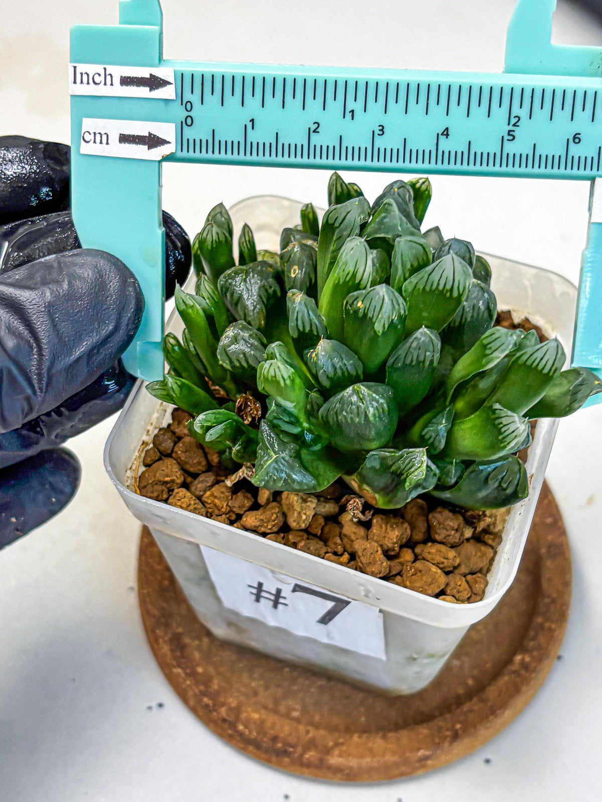 Haworthia Obtusa Hyb (wa10) (7) | Rare Succulent
