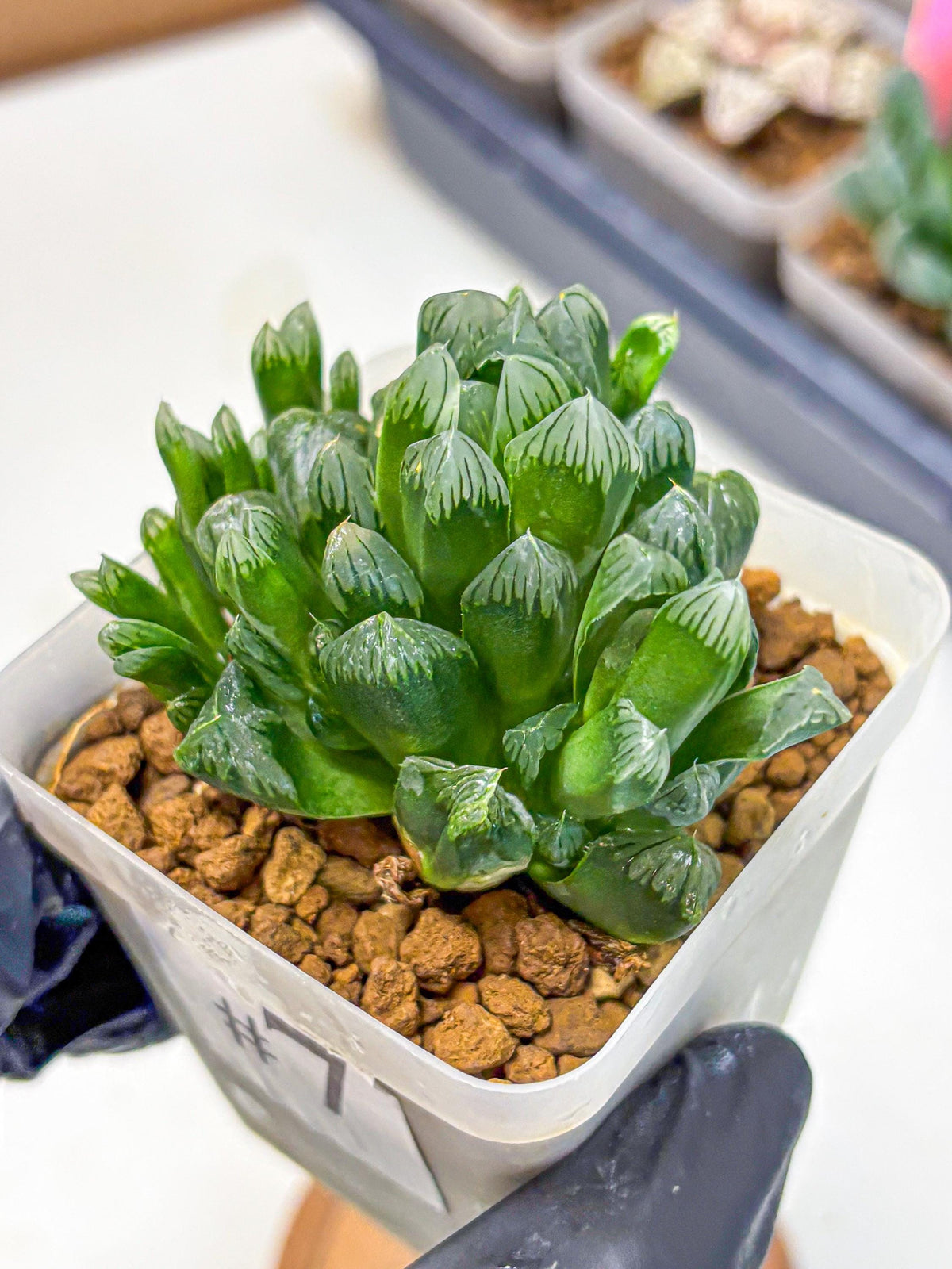 Haworthia Obtusa Hyb (wa10) (7) | Rare Succulent