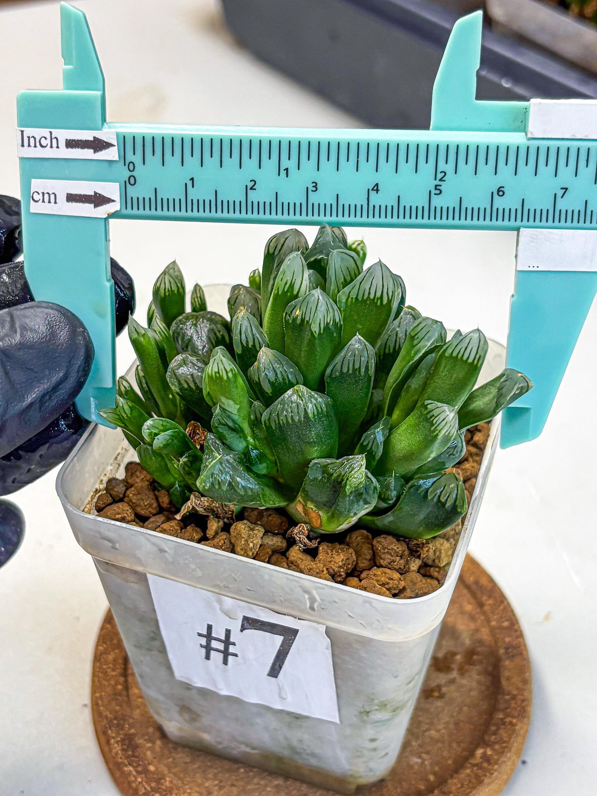 Haworthia Obtusa Hyb (wa10) (7) | Rare Succulent