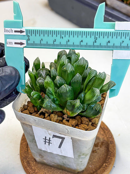 Haworthia Obtusa Hyb (wa10) (7) | Rare Succulent