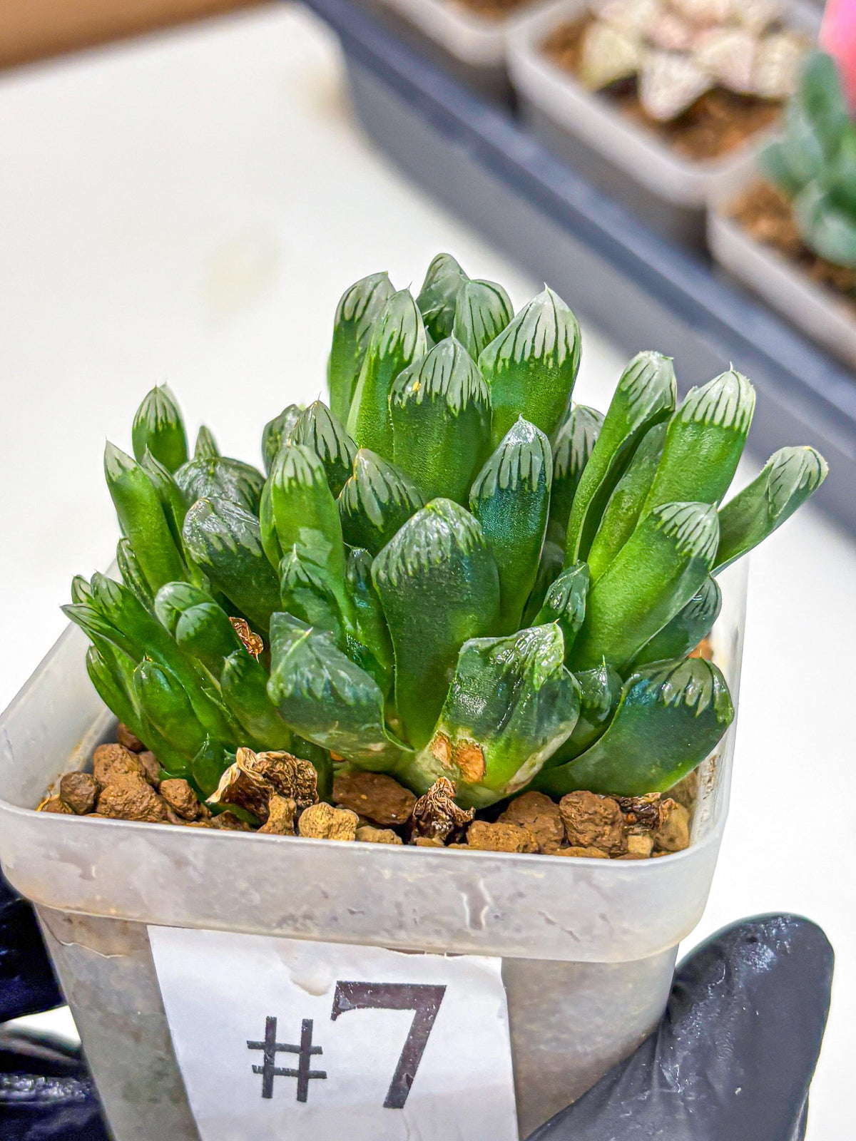 Haworthia Obtusa Hyb (wa10) (7) | Rare Succulent