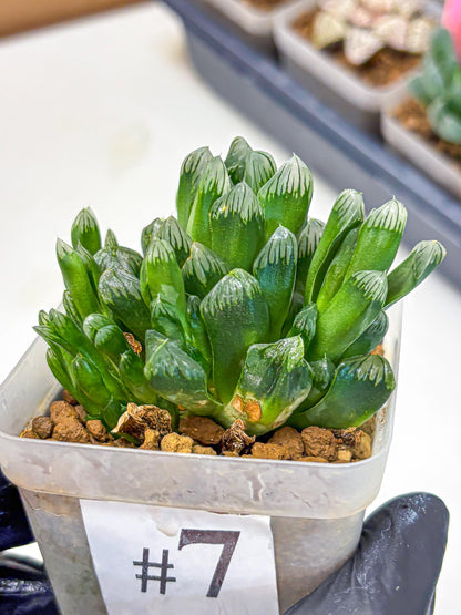 Haworthia Obtusa Hyb (wa10) (7) | Rare Succulent