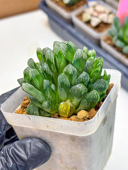 Haworthia Obtusa Hyb (wa10) (7) | Rare Succulent