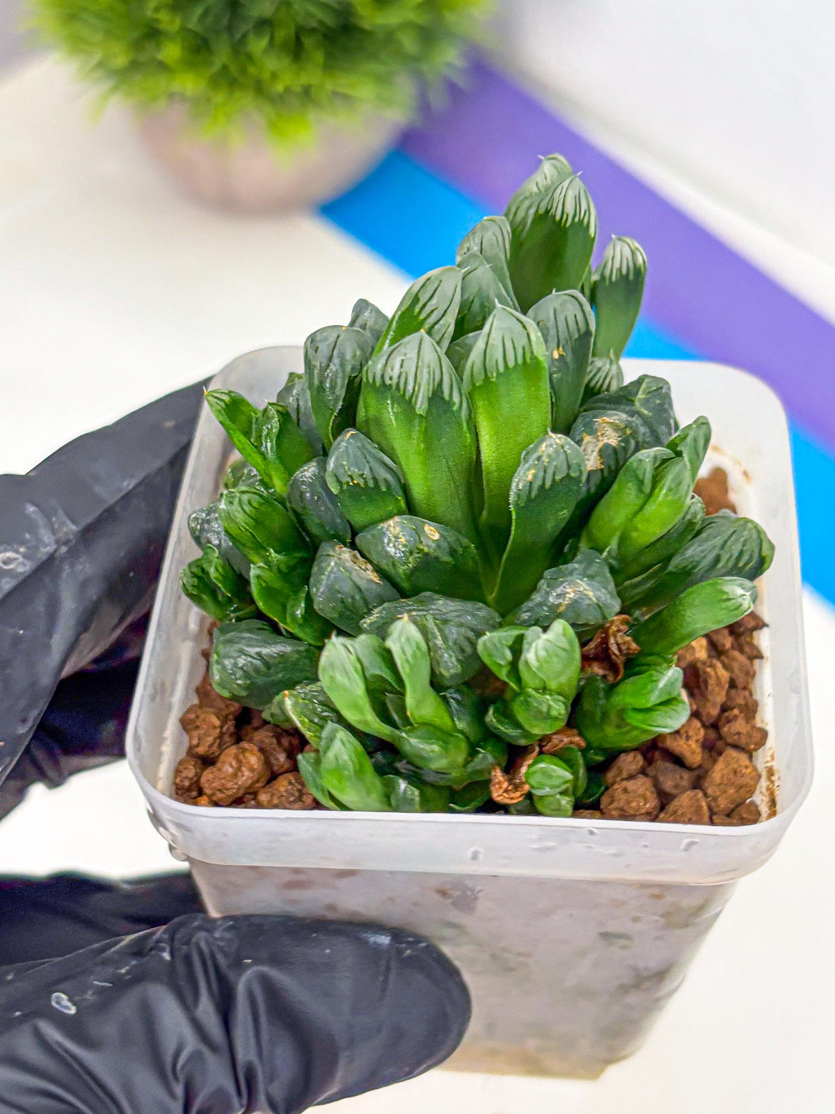Haworthia Obtusa Hyb (wa10) (7) | Rare Succulent