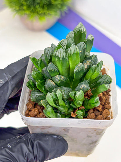 Haworthia Obtusa Hyb (wa10) (7) | Rare Succulent