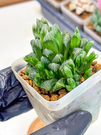 Haworthia Obtusa Hyb (wa10) (7) | Rare Succulent