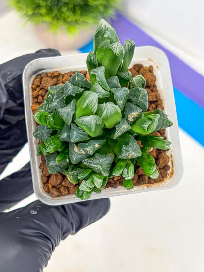 Haworthia Obtusa Hyb (wa10) (7) | Rare Succulent