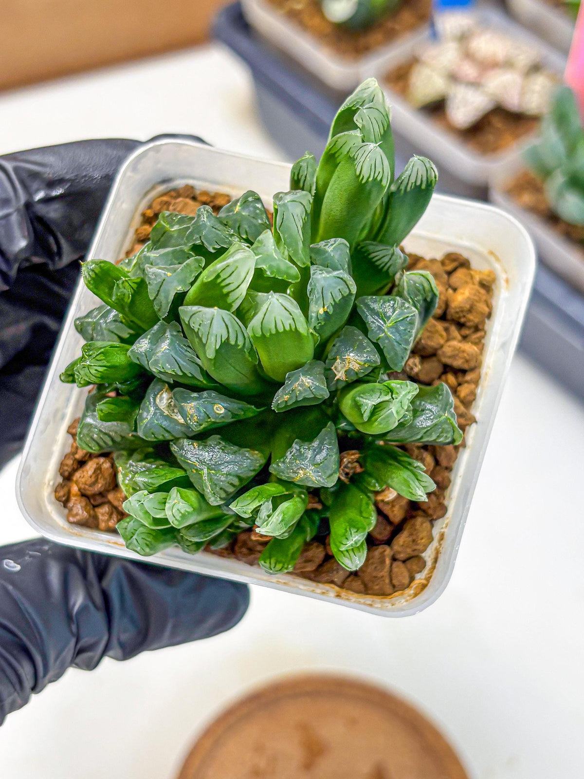 Haworthia Obtusa Hyb (wa10) (7) | Rare Succulent