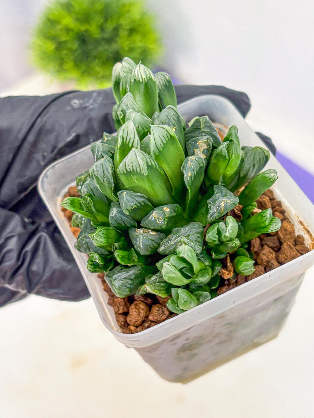 Haworthia Obtusa Hyb (wa10) (7) | Rare Succulent