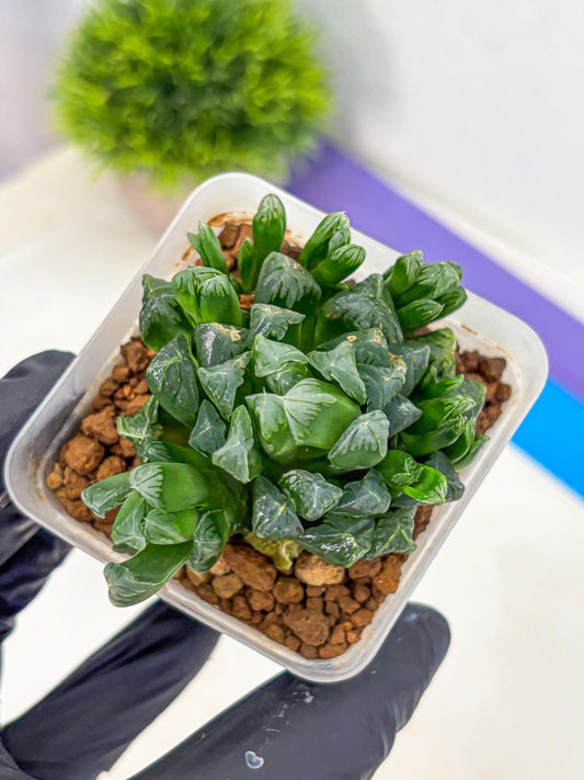 Haworthia Obtusa Hyb (wa10) (7) | Rare Succulent