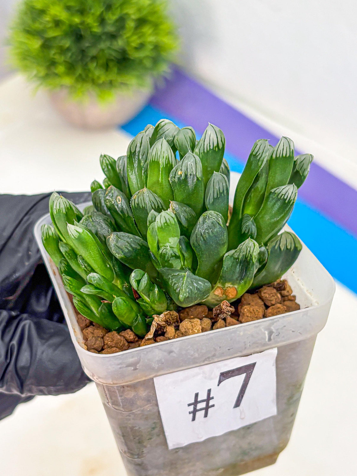 Haworthia Obtusa Hyb (wa10) (7) | Rare Succulent