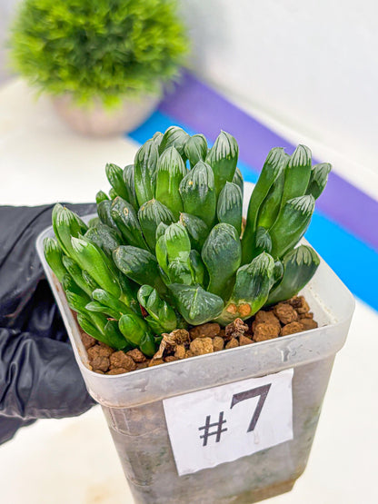 Haworthia Obtusa Hyb (wa10) (7) | Rare Succulent