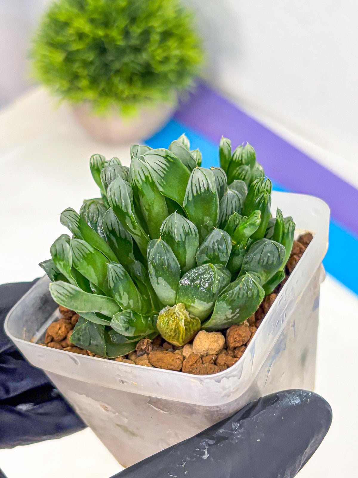 Haworthia Obtusa Hyb (wa10) (7) | Rare Succulent
