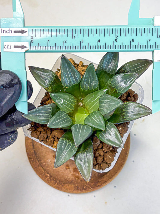 Haworthia Correcta Hyb (wa10) (8) | Rare Succulent