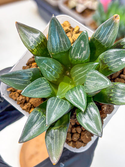 Haworthia Correcta Hyb (wa10) (8) | Rare Succulent