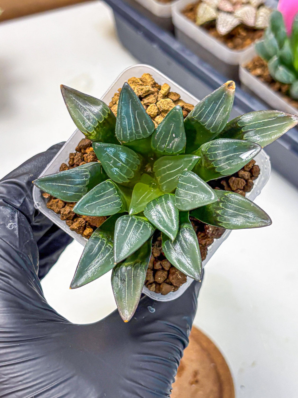 Haworthia Correcta Hyb (wa10) (8) | Rare Succulent