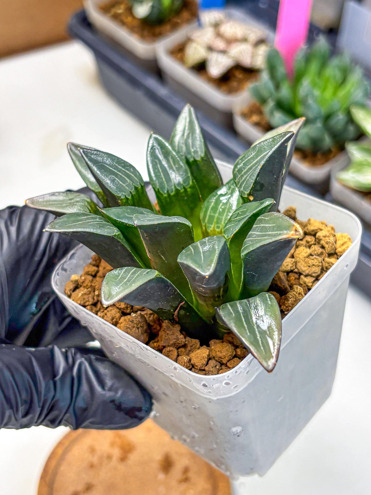 Haworthia Correcta Hyb (wa10) (8) | Rare Succulent