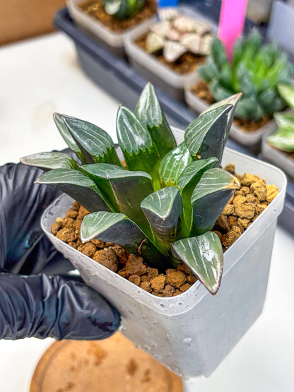 Haworthia Correcta Hyb (wa10) (8) | Rare Succulent
