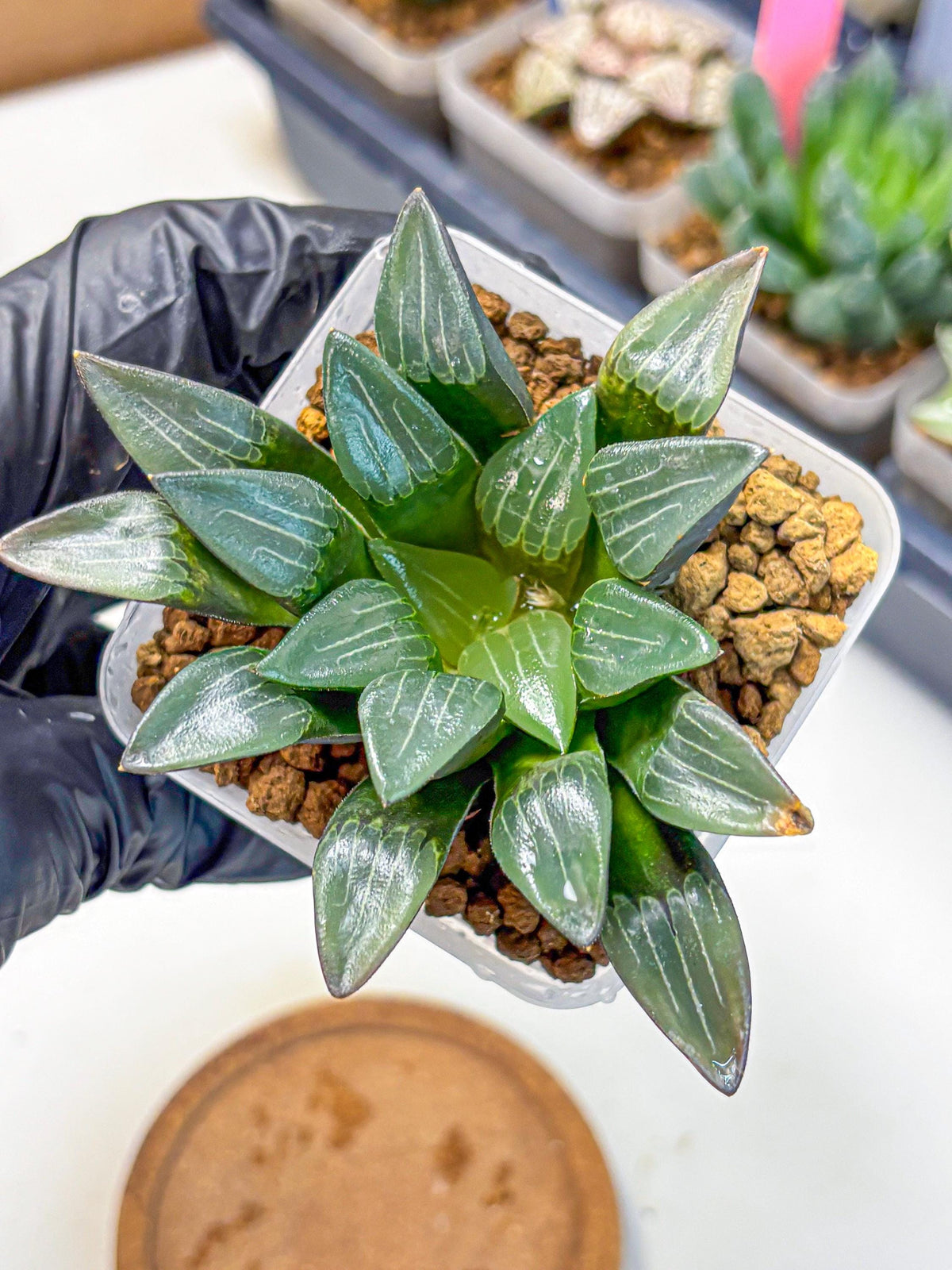 Haworthia Correcta Hyb (wa10) (8) | Rare Succulent