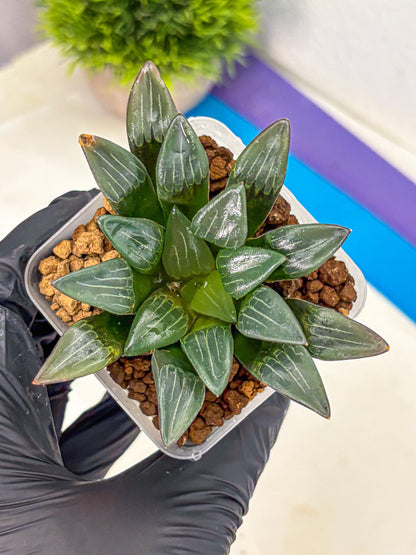 Haworthia Correcta Hyb (wa10) (8) | Rare Succulent