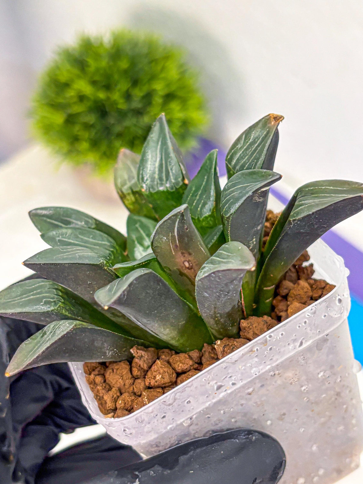 Haworthia Correcta Hyb (wa10) (8) | Rare Succulent
