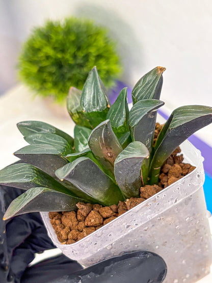 Haworthia Correcta Hyb (wa10) (8) | Rare Succulent