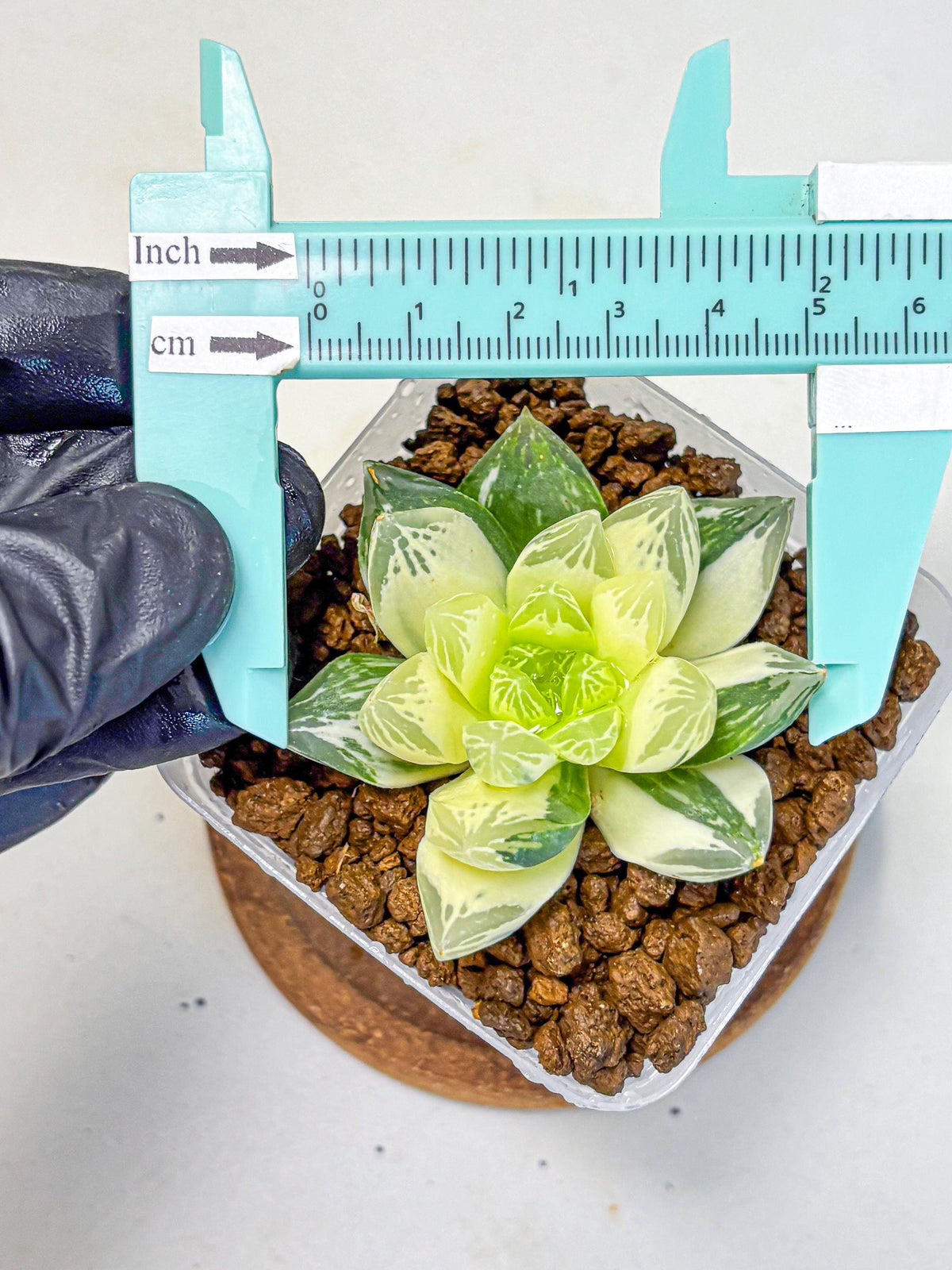 Haworthia Obtusa x Cymbiformis (wa10) (9) | Rare Succulent