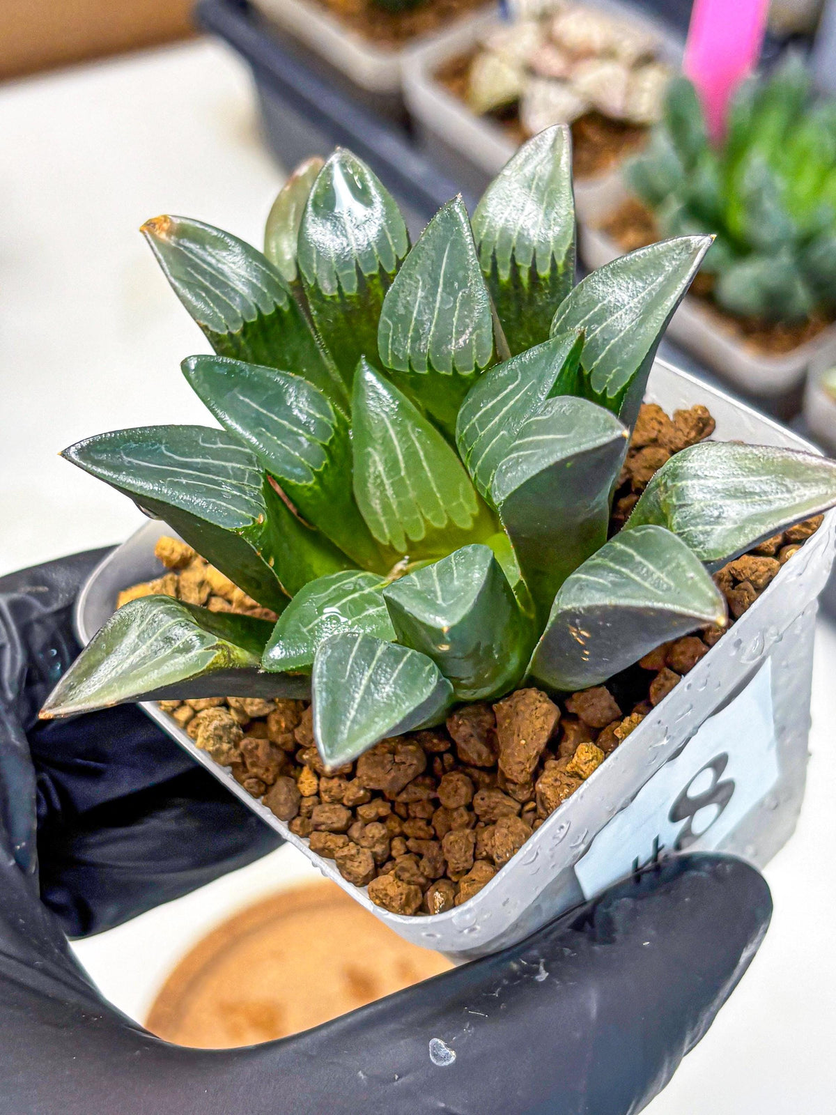 Haworthia Correcta Hyb (wa10) (8) | Rare Succulent