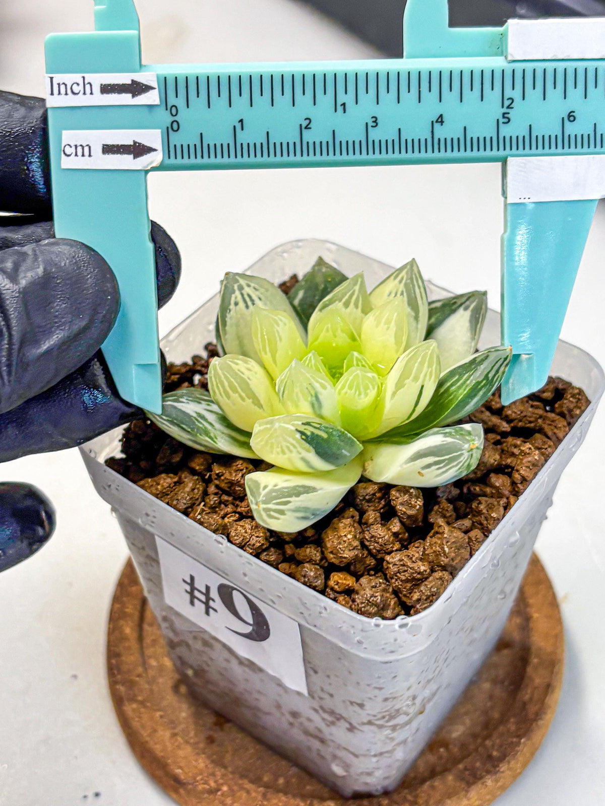 Haworthia Obtusa x Cymbiformis (wa10) (9) | Rare Succulent