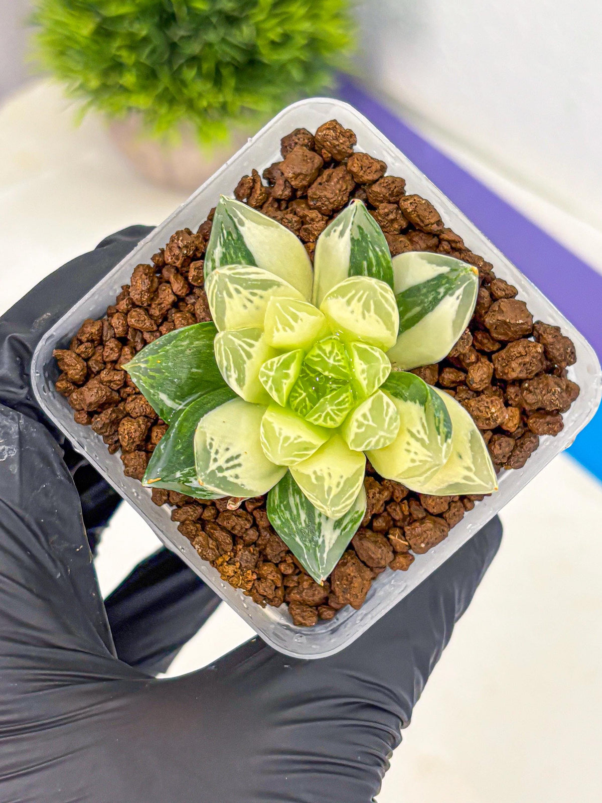 Haworthia Obtusa x Cymbiformis (wa10) (9) | Rare Succulent